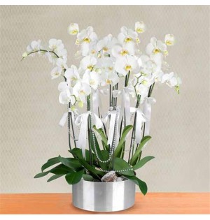 metal saksıda sekizli orkideler